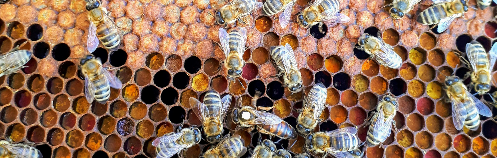honeybees