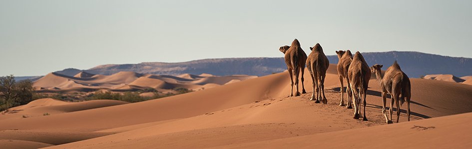 Bible Wins Debate Carbon-Dated Camel Bones