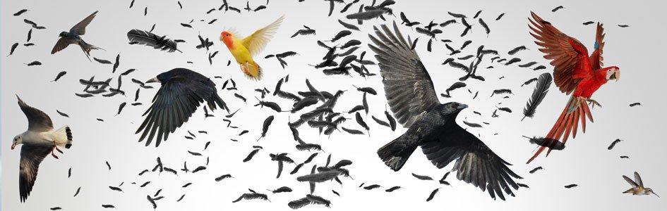 The Big Bang of Bird Evolution?