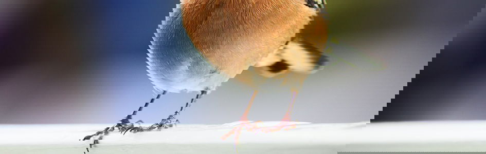 Bird feet