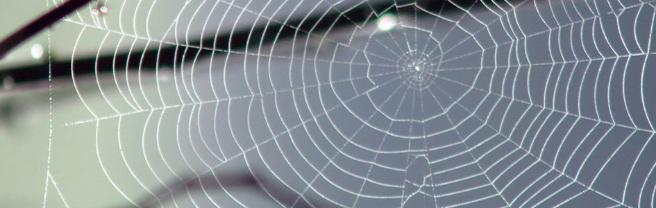 Designing a Spider Web to Evade Bird Collision