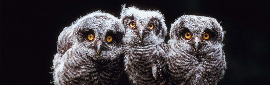 Three Owls