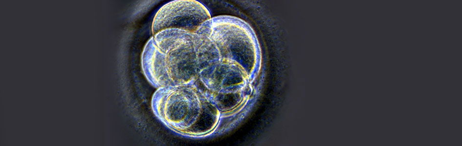 Blastocyst