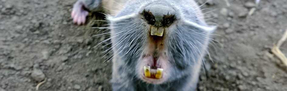 Blind Mole-Rats: Evidence for Intelligent Design