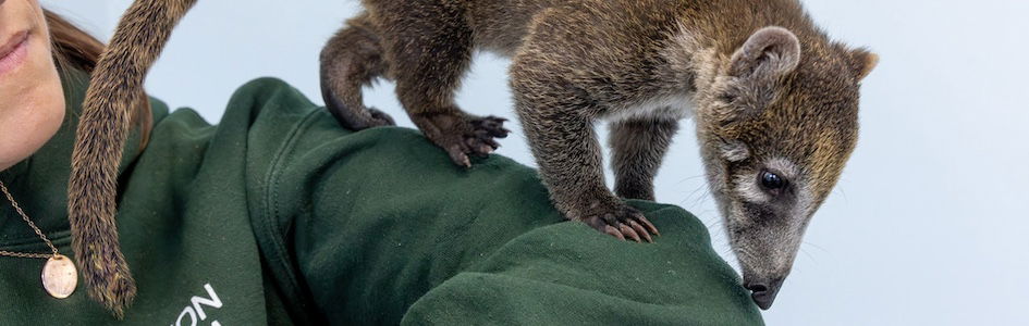 Baby Coatis on zookeeper