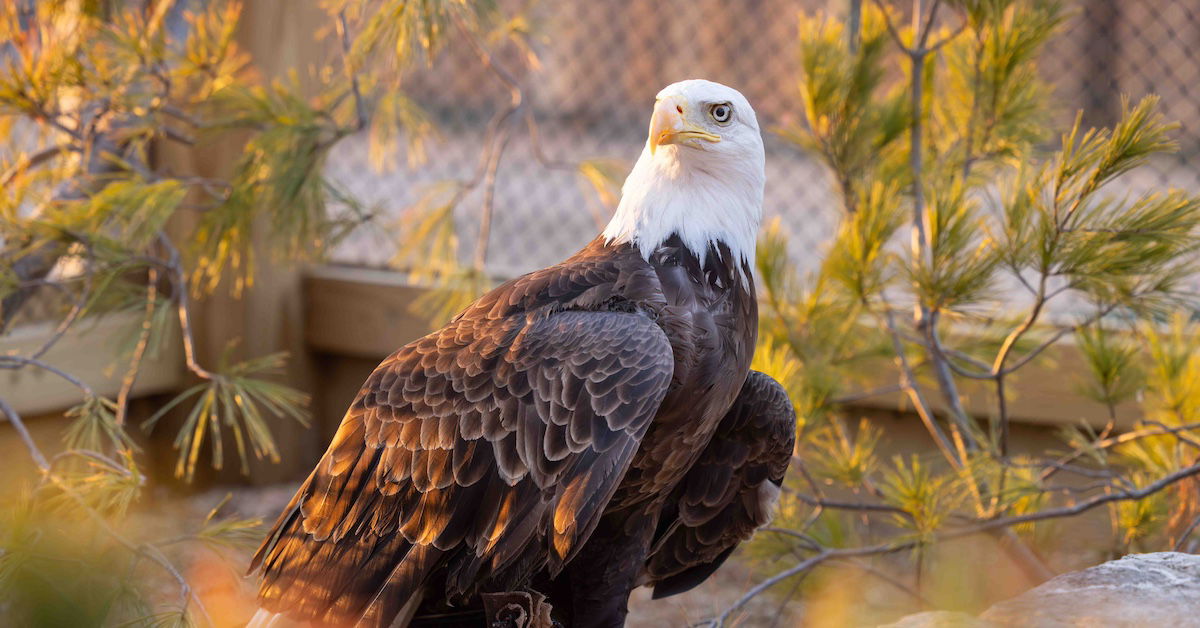 New eagle at Ark Encounter