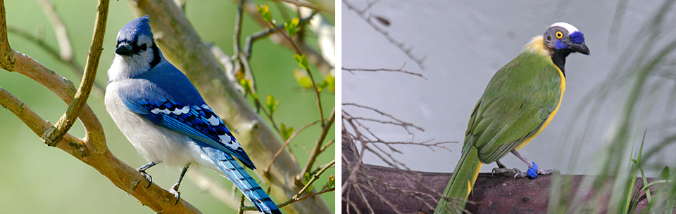 “Grue Jay” Discovered in Texas Puzzles Evolutionists