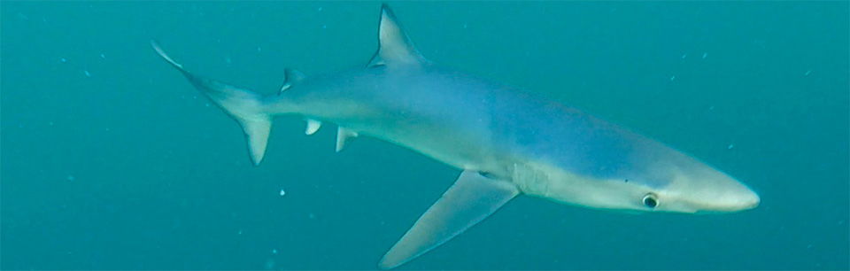 Blue shark