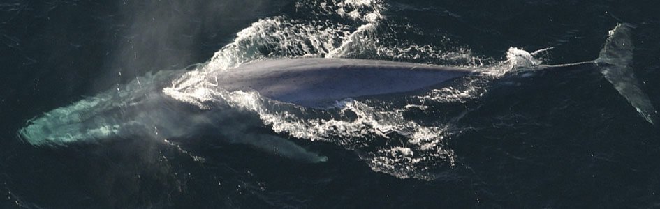 Blue Whale: The Mammoth of the Sea