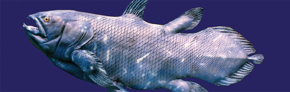 Deep-Sea Fish Evolution