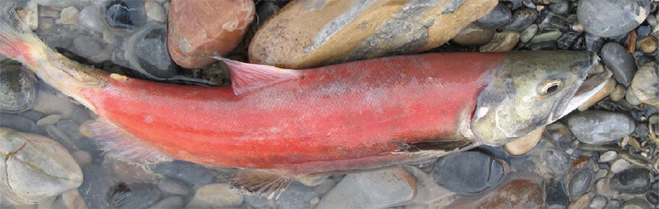 Salmon | Kids Answers