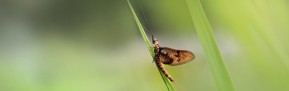 “35-Million-Year-Old” Mayfly Looks Astonishingly Like a Mayfly