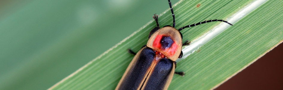 Snails and Their Unique Genetic Variations