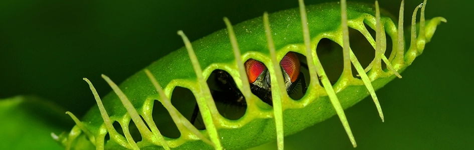 Encounter a menacing carnivorous plant known as the putrid