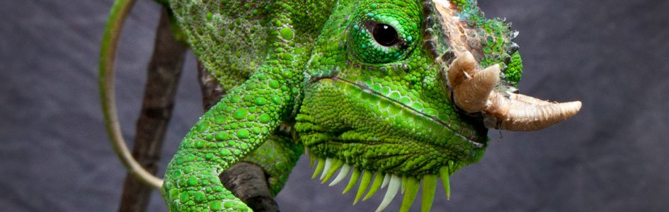 Chameleons—A Bug’s Worst Nightmare