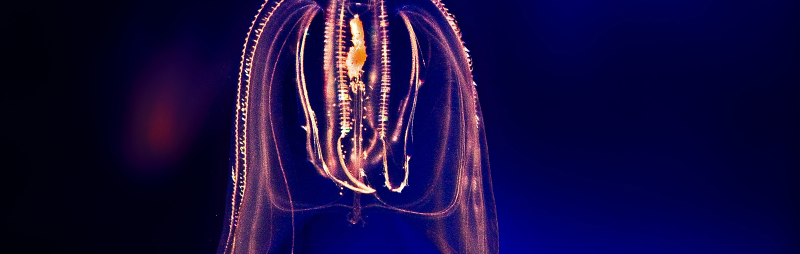 Comb Jellies More Complex Than Previously Thought