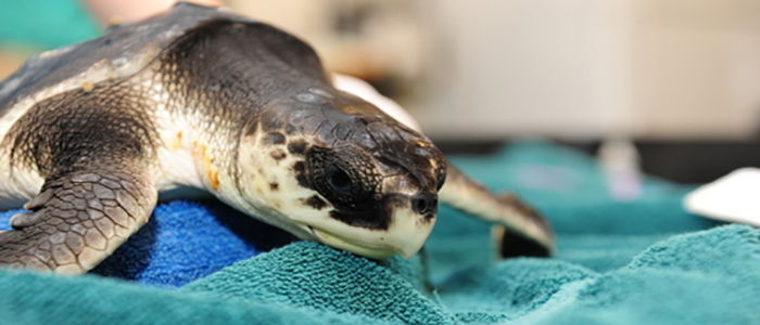 New England Aquarium