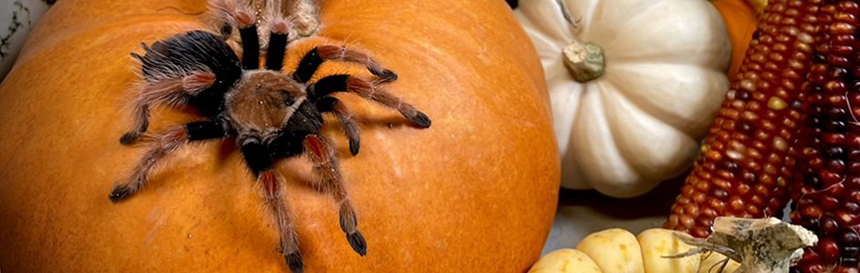 AiG Zoo Presenter and Our Tarantula Get Published in a Scientific Journal