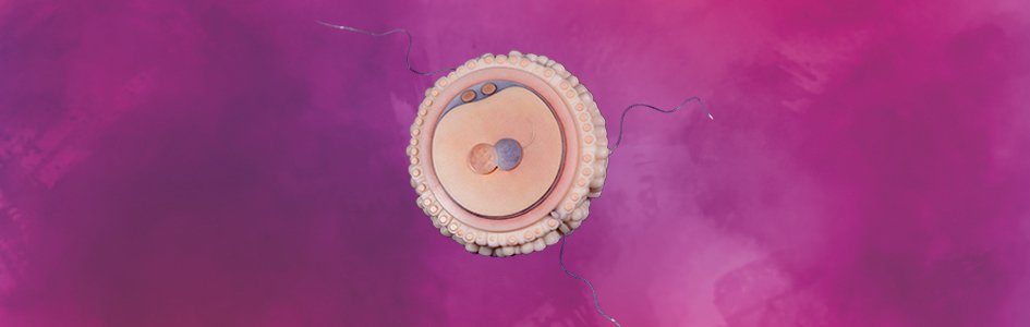 Does Human Life Begin at Conception or Fertilization?