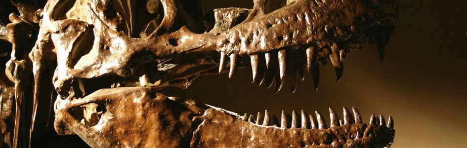 Preservation of Dinosaur Protein Fragments Flies in the Face of Evolution’s Millions-of-Years