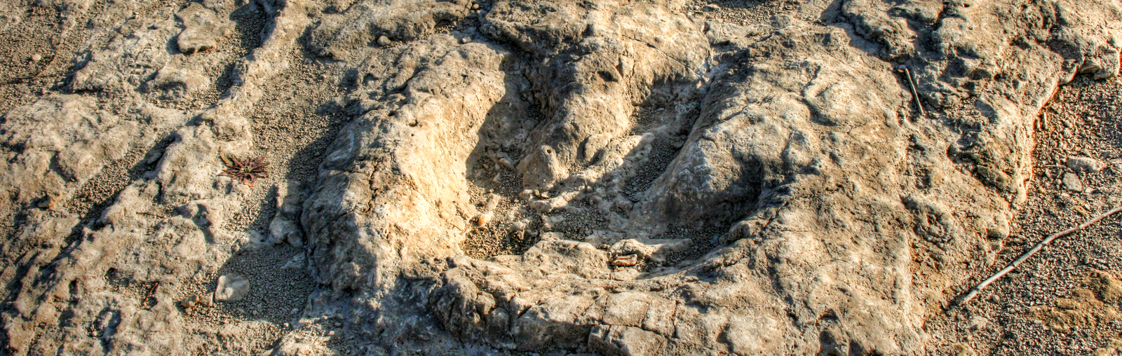 dinosaur footprint