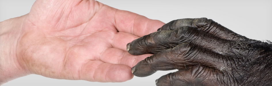 Human hand touching monkey hand