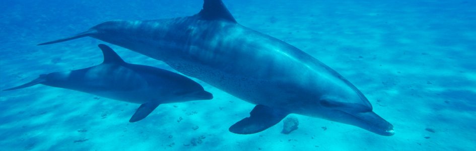 Dolphins: Designed or Adapted by Evolution?