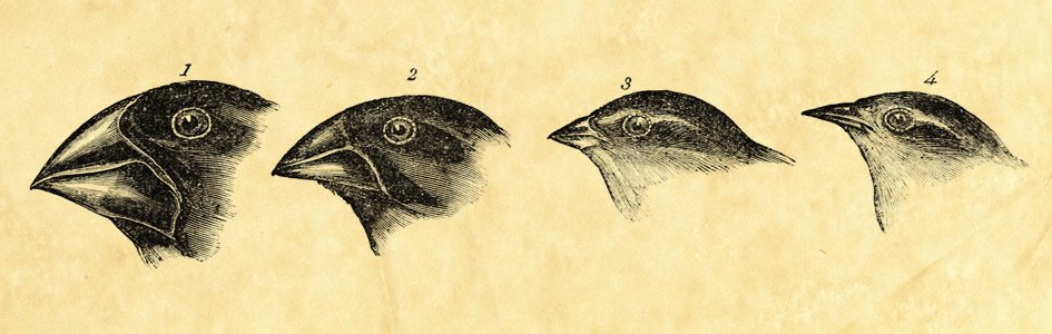 Variation in Finch Beaks