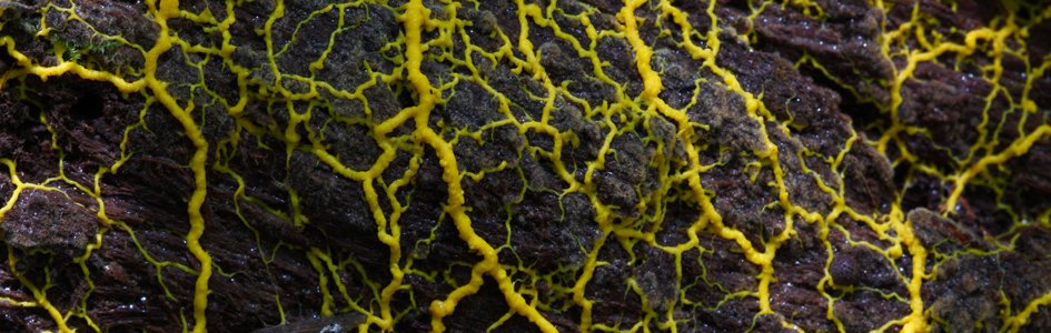 Slime Mold—Mindless Mapmakers