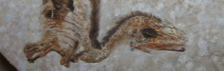 Was Tiny Feathered Creature Dinosaur or Bird?