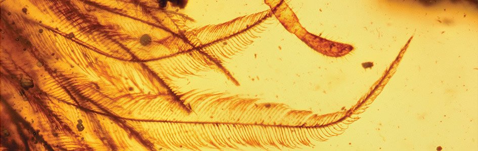 Did a Dinosaur Get Its Feathered Tail Caught in Amber?