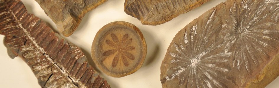 Five Fossil Mysteries . . .