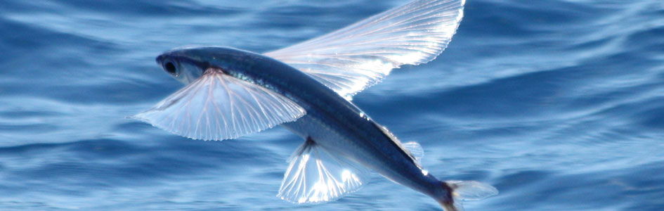 Flying Fish