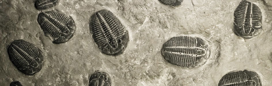 Trilobites