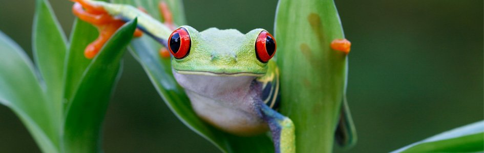 Super-Sticky Spit: How a Frog Gets a Meal