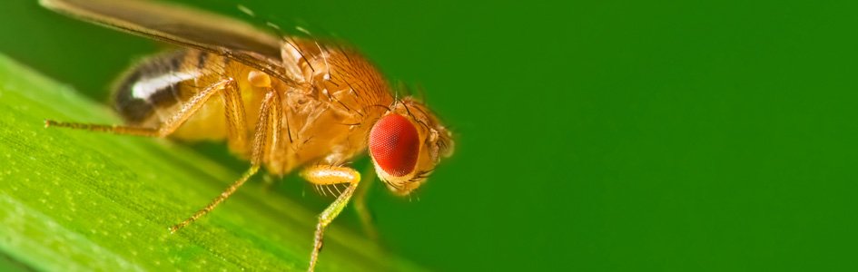 What Will Fruit Flies Be in 40 Million Years?
