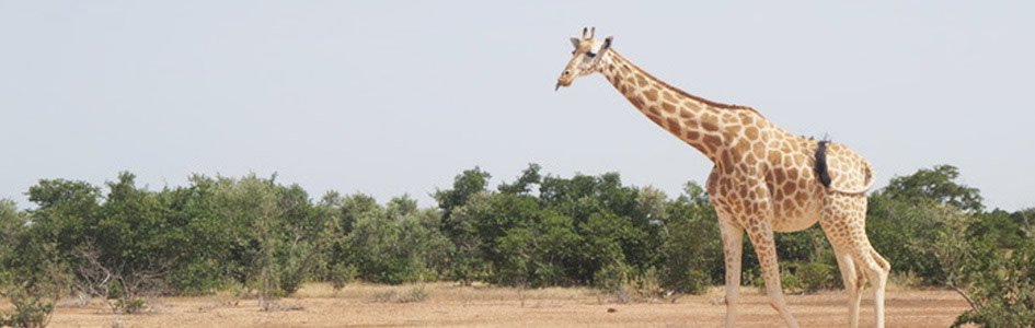 Genes Hold the Giraffe’s Head Up High