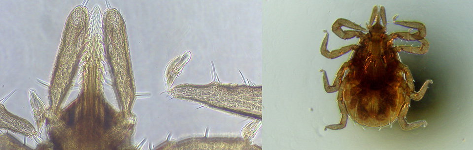 Microscope photos of ticks