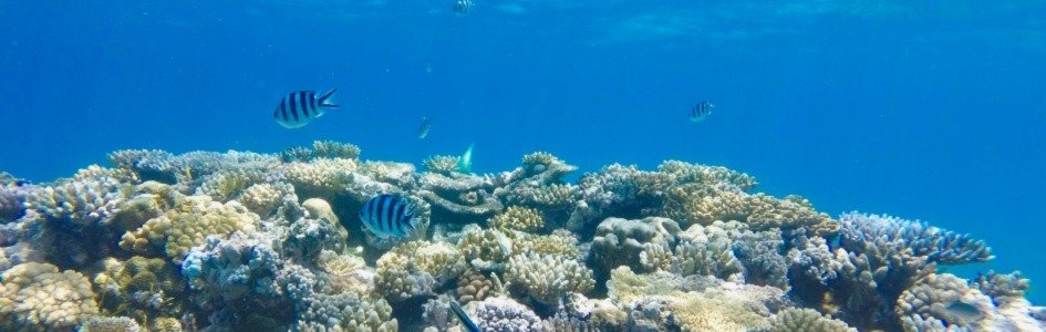 Great Barrier Reef Sees “Record Coral Comeback”