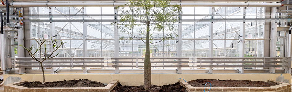 “Plants of the Bible” Arrive at Creation Museum Conservatory, Kentucky’s Largest