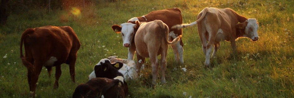 New Zealand to Tax Cow Burps to Fight Climate Change