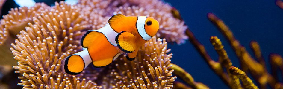 Hermaphroditism in Animals - Clown Fish