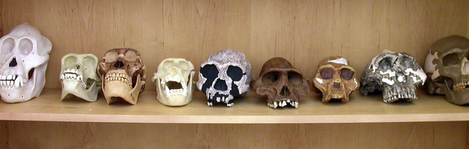 The Non-Transitions in ‘Human Evolution’—on Evolutionists’ Terms