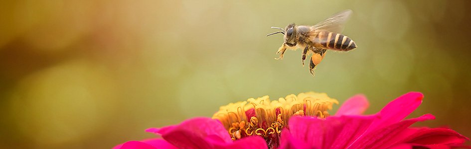 Honey Bee Medicine