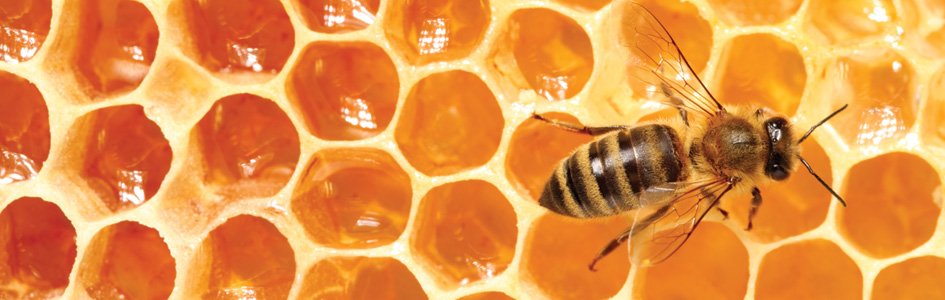 Honeybees: One of God’s Sweetest Designs
