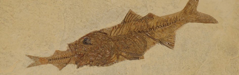Fish Eating Fish Fossil