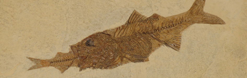 Fossil Fish