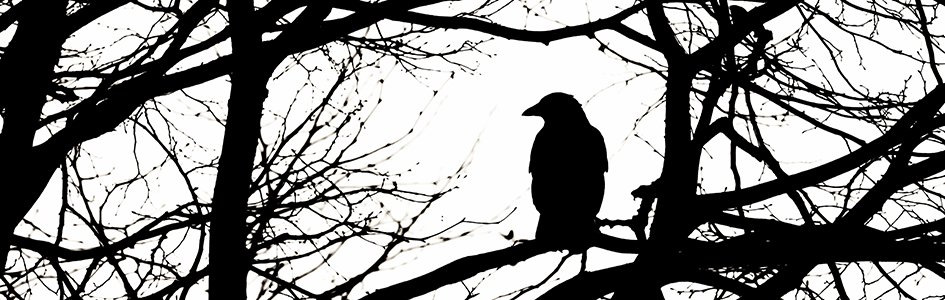 How God-Given Adaptability Helped Crows and Ravens Take Over the World