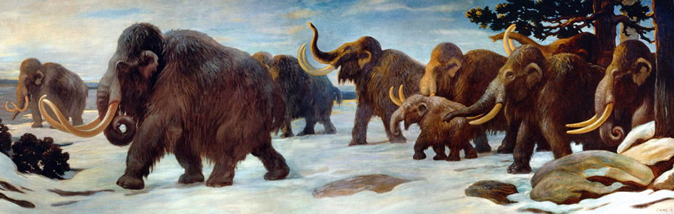 Woolly Mammoths—Flood or Ice Age?