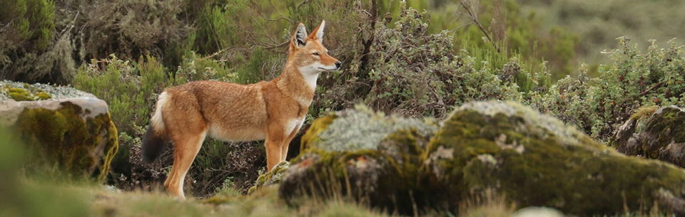 Ethiopian wolf